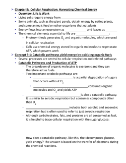 Chapter 9: Cellular Respiration: Harvesting Chemical Energy