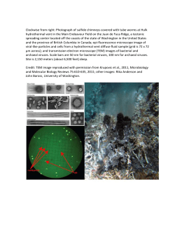 caption-_deep_viruses