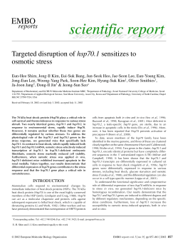Targeted disruption of hsp70.1 sensitizes to osmotic stress