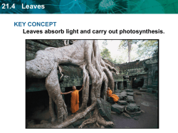21.4 Leaves PPT
