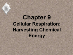 Ch 7 ppt