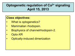 optogenetic control of intracellular signal transduction. Opto
