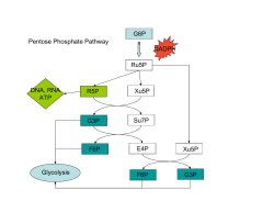 NADPH G6P Ru5P Xu5P G3P Su7P F6P E4P Xu5P G3P R5P F6P