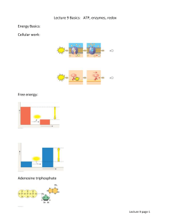 Lecture 9 Basics: ATP, enzymes, redox Energy Basics: Cellular work