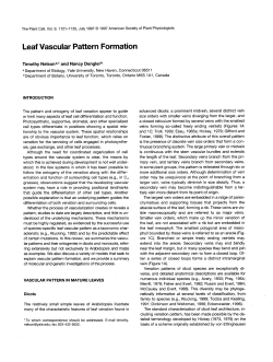 Leaf Vascular Pattern Formation