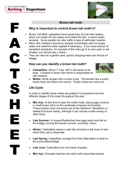 The Brown Tail Moth (Euproctis chrysorrhoea) occurs throughout