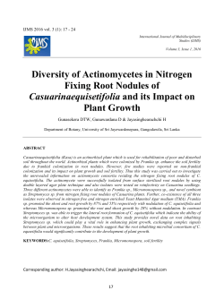 Diversity of Actinomycetes in Nitrogen Fixing Root Nodules of
