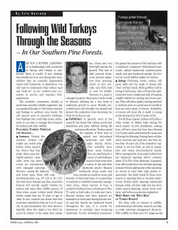 Following Wild Turkeys Through the Seasons