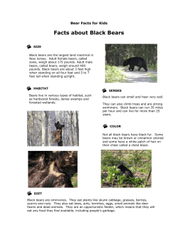 Facts about Black Bears