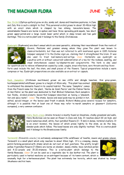the machair flora june