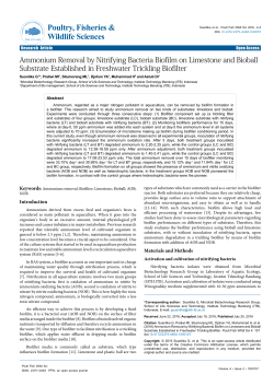 Ammonium Removal by Nitrifying Bacteria Biofilm on Limestone and