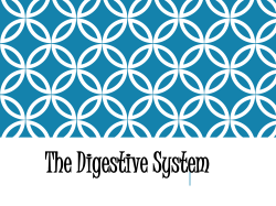 Chapter 30 * Digestive and Excretory Systems