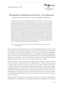 Development of unifacial leaves in Senecio L. s. lat