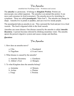 The Amoeba