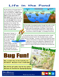 Life in the Pond Information Sheet