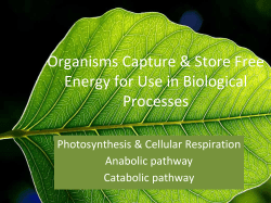 Photosynthesis