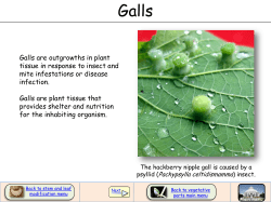 Galls are outgrowths in plant tissue in response to insect and mite