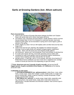 Garlic - Growing Gardens