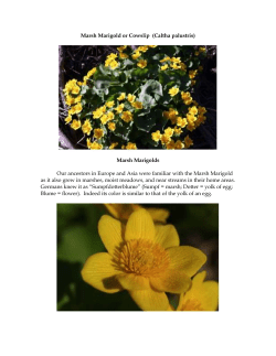 Marsh Marigold or Cowslip (Caltha palustris)