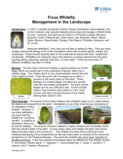 The Fig Whitefly &ndash; A New Pest in South Florida