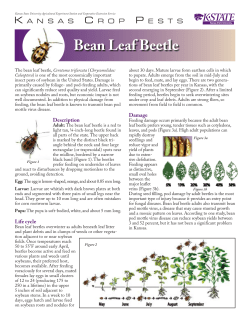 MF2824 Bean Leaf Beetle: Kansas Crop Pests
