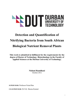 Detection and Quantification of Nitrifying Bacteria from