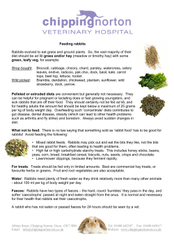Feeding rabbits Rabbits evolved to eat grass and ground plants. So
