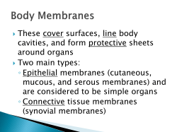 Body Membranes