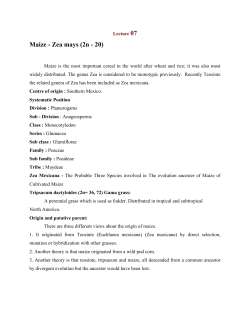 Maize - Zea mays (2n