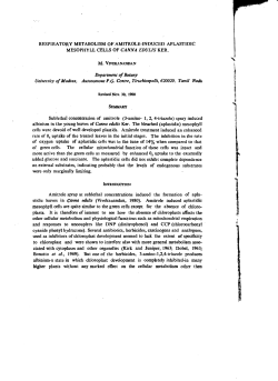 RESPIRATORY METABOLISM OF AMITROLE