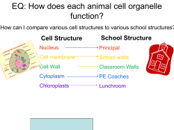 Cell organelles