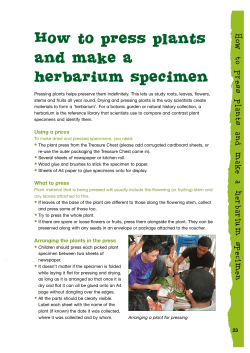 How to press plants and make a herbarium specimen
