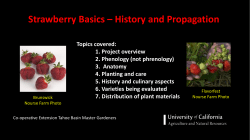 Strawberry Basics &ndash; History and Propagation