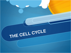 THE CELL CYCLE