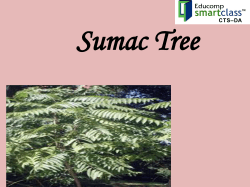 Sumac Tree - World of Teaching