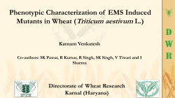 karnam-venkatesh-directorate-of-wheat-research