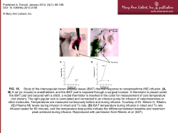 FIG. 18. Study of the interscapular brown adipose tissue (iBAT