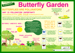 butterflies are pollinators
