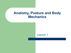 Anatomy, Posture and Body Mechanics