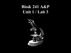 Bio 241 Unit 1 Lab 3 PP