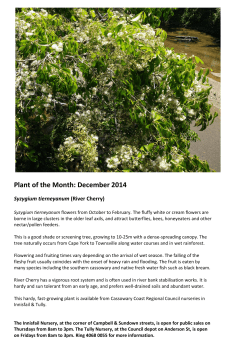 Plant of the Month: December 2014