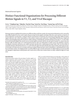 Distinct Functional Organizations for Processing Different Motion