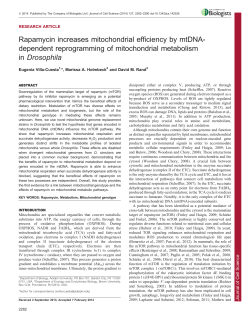 Rapamycin increases mitochondrial efficiency by mtDNA