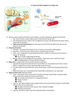 4.1 Draw and label a diagram of a motor unit. Nervous system made