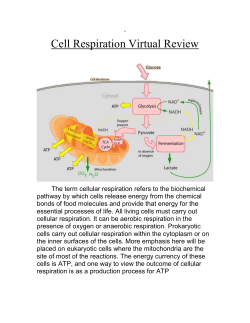 Cell Respiration Virtual Review Handout