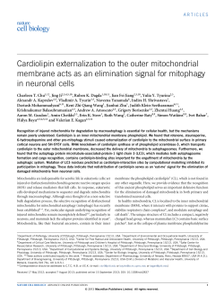 Cardiolipin externalization to the outer mitochondrial membrane acts