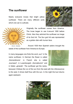 The sunflower