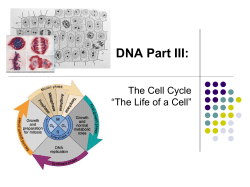Cell Cycle