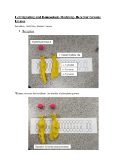 Cell Signaling and Homeostasis Modeling
