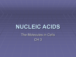 NUCLEIC ACIDS